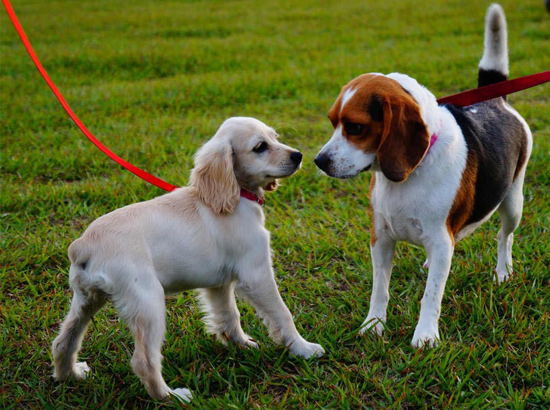 dog-manners-training-hounds-with-hannah-york-dog-training-school